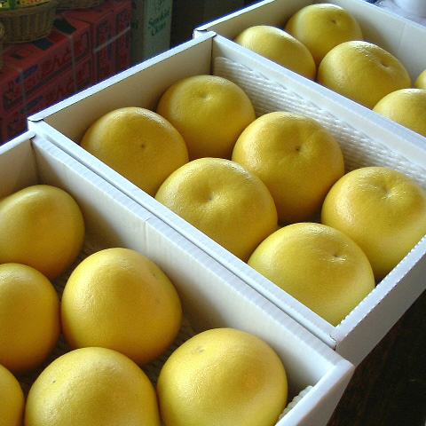 ハウスぶんたん3kg 左から8玉、6玉、5玉