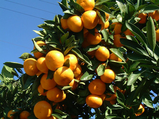まもなく収穫のyamakita mikan